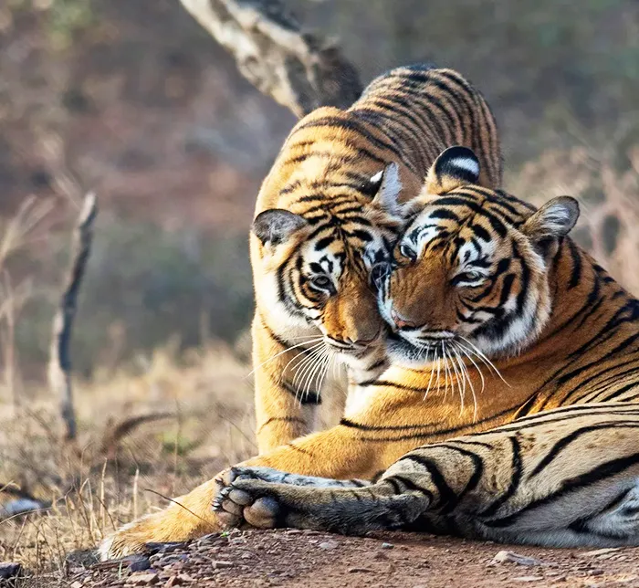 Ranthambore – The Land of Tigers