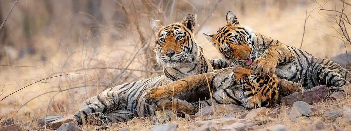 Golden Triangle Tour with Ranthambore Safari 7 Days | Delhi Agra Jaipur