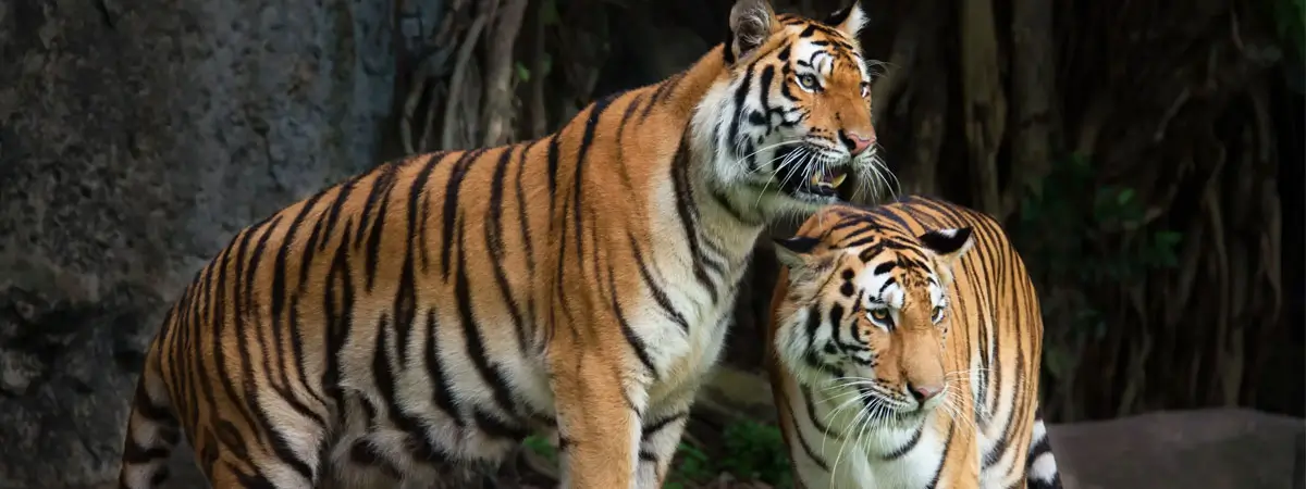 15 Days Heritage & History of India Luxury Tour – Palaces, Temples, Wildlife & Spiritual Varanasi