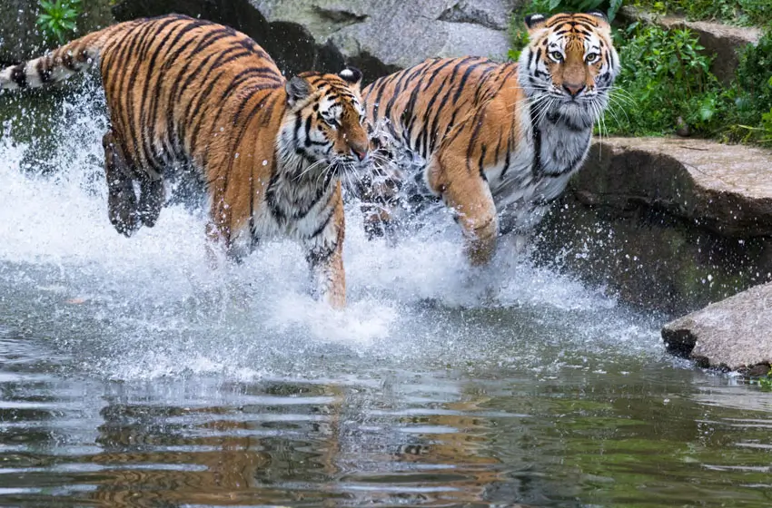 North India Wildlife Tour 7 Days | Corbett National Park & Ranthambore Safari