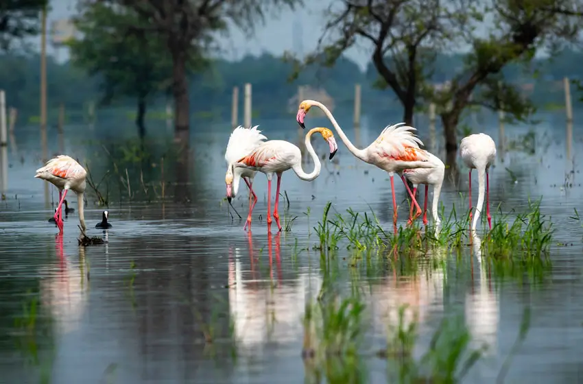 12 Days Birdwatching & Tiger Safari Tour of India