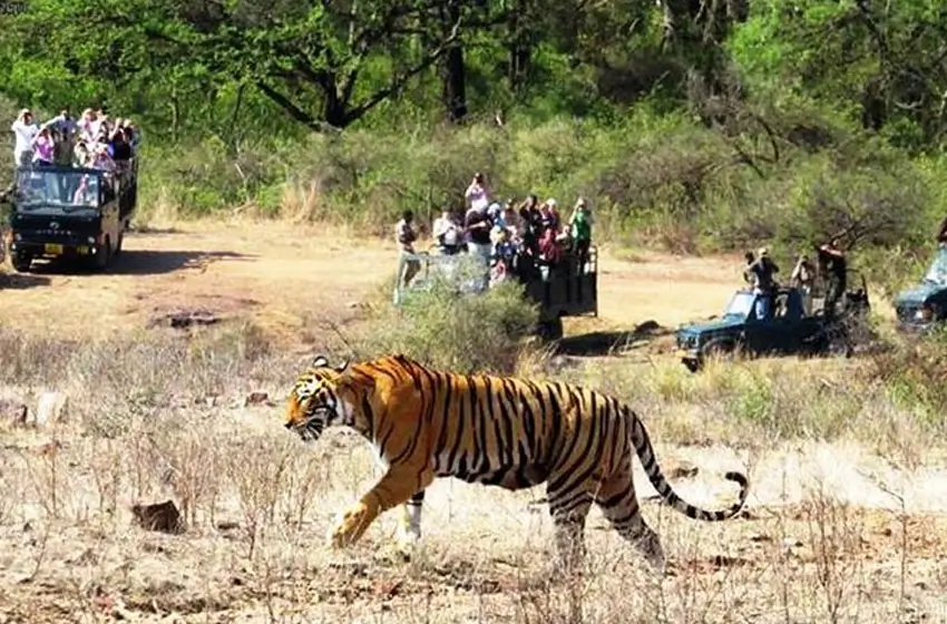 Jaipur to Ranthambore Same Day Tour – Private Car & Safari