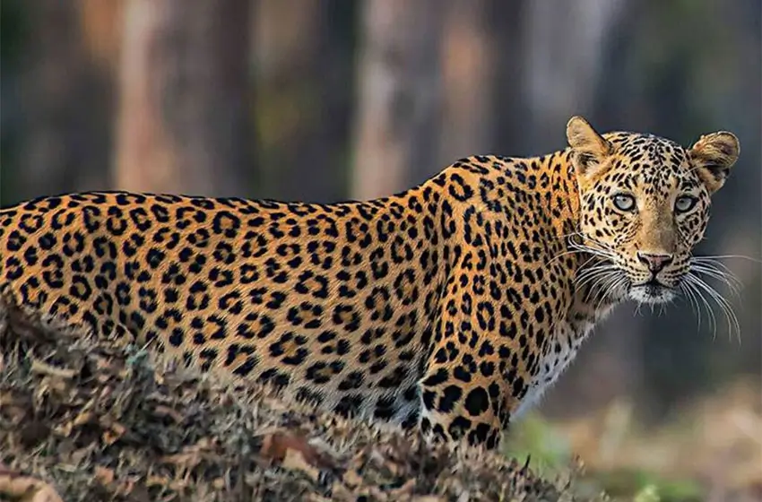 Luxury Rajasthan Tour with Taj Mahal & Jawai Leopard Safari