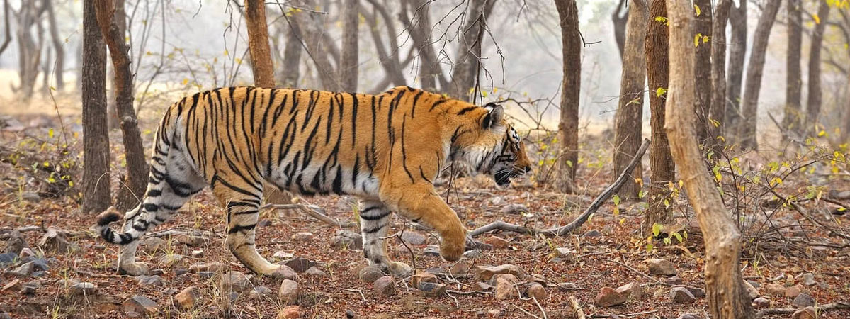 Complete Rajasthan Heritage & Wildlife Tour