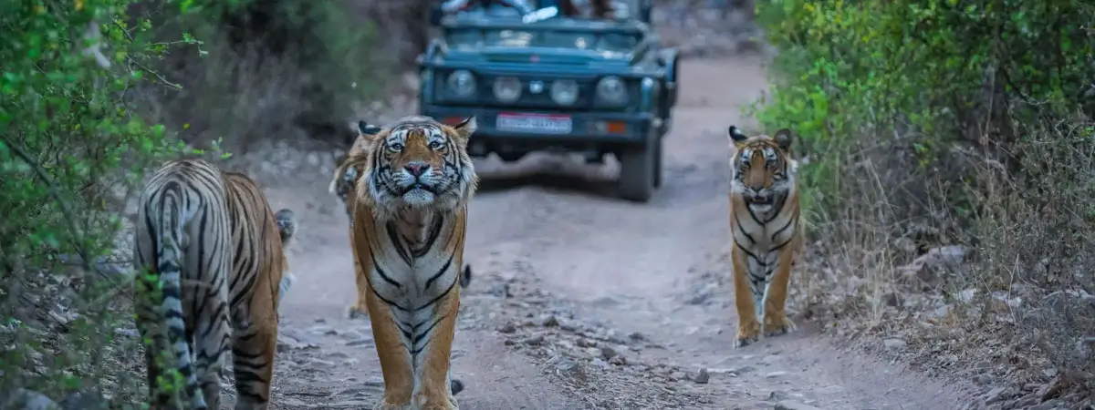 Jaipur to Ranthambore Same Day Tour – Private Car & Safari