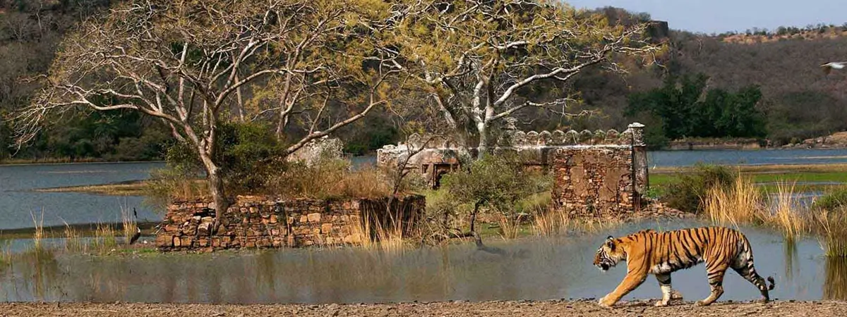 12 Days Birdwatching & Tiger Safari Tour of India