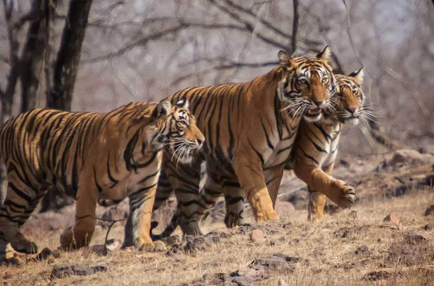 Palatial India Luxury Tour with Tiger Safari